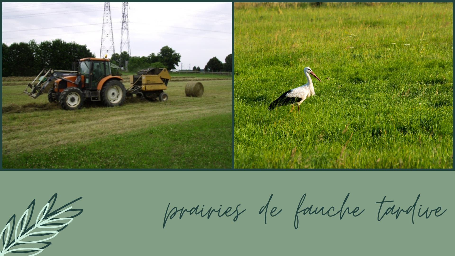 IMG 010 Biodiversité