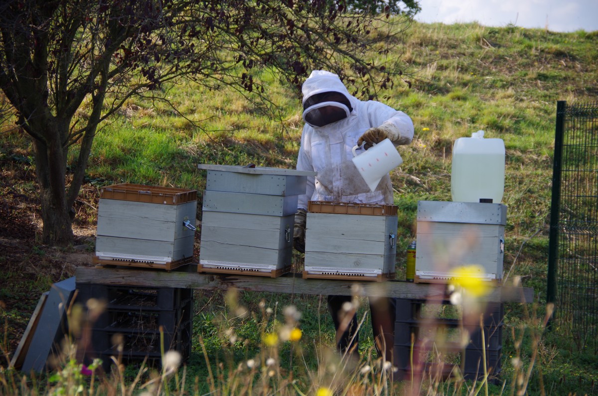 honey-harvesting